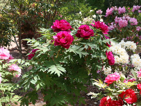 Paeonia suffruticosa