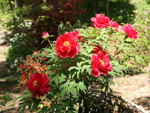 Paeonia suffruticosa