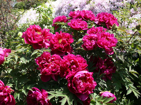 Paeonia suffruticosa