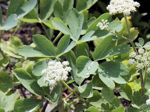 Peucedanum japonicum