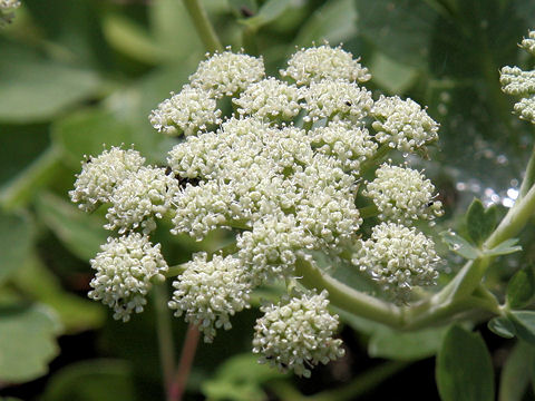 Peucedanum japonicum