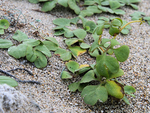 Peucedanum japonicum