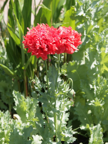 Papaver somniferum var. paeoniflorum