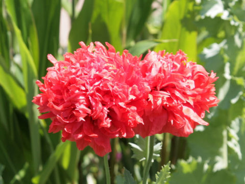 Papaver somniferum var. paeoniflorum