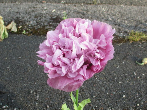 Papaver somniferum var. paeoniflorum