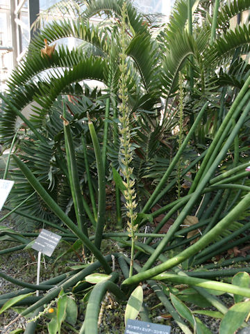 Dracaena angolensis 