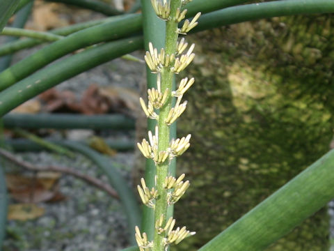 Dracaena angolensis 