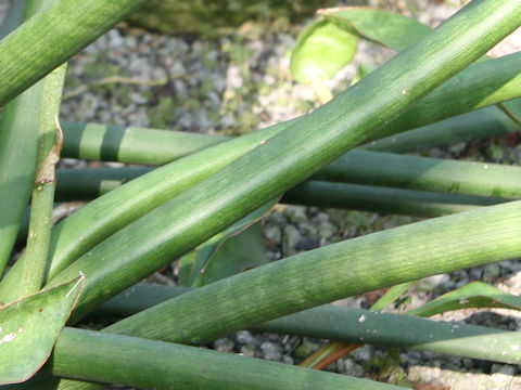 Dracaena angolensis 