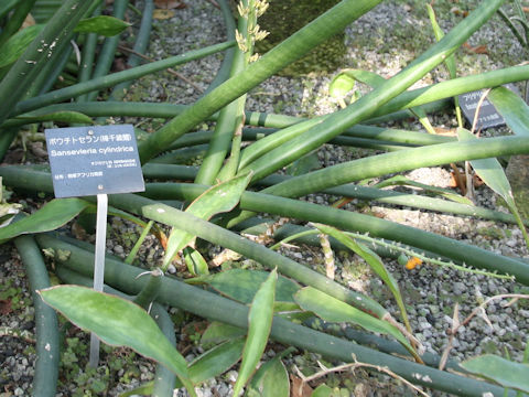 Dracaena angolensis 