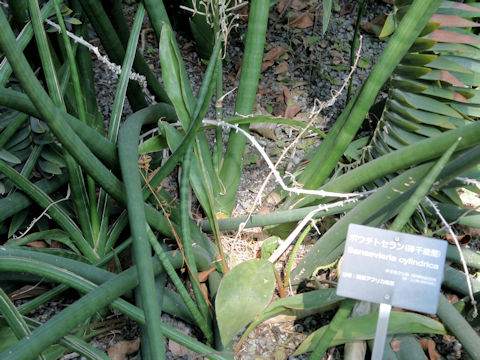 Sansevieria cylindrica