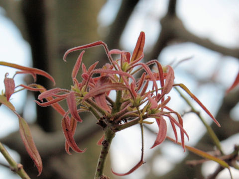 Brachychiton rupestris