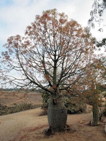 Brachychiton rupestris