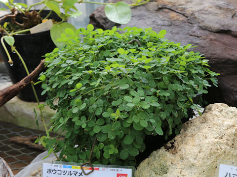 Glycine tabacina