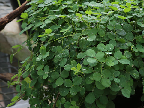 Glycine tabacina