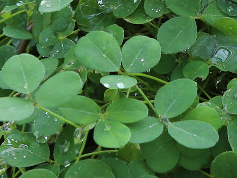 Glycine tabacina