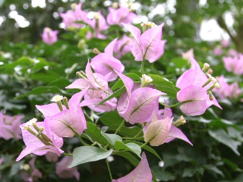 Bougainvillea spectabilis