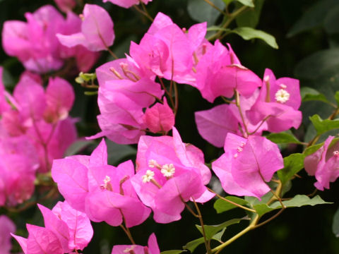 Bougainvillea spectabilis