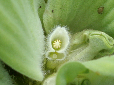 Pistia stratiotes