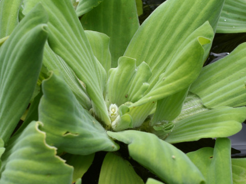 Pistia stratiotes