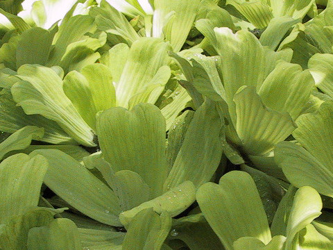 Pistia stratiotes