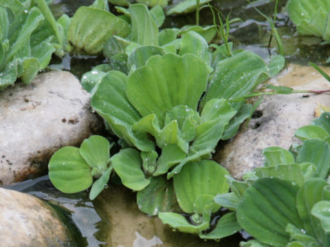 Pistia stratiotes