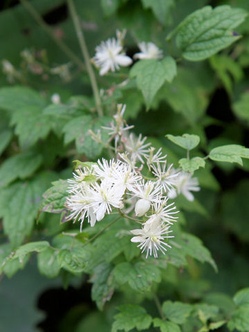 Clematis apiifolia