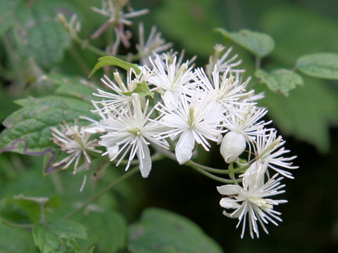 Clematis apiifolia