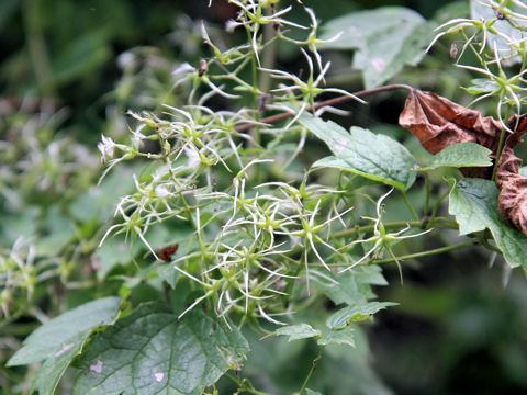 Clematis apiifolia