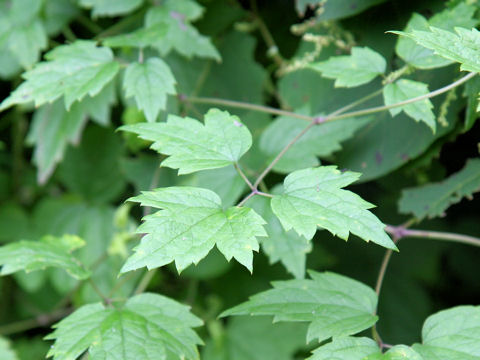 Clematis apiifolia