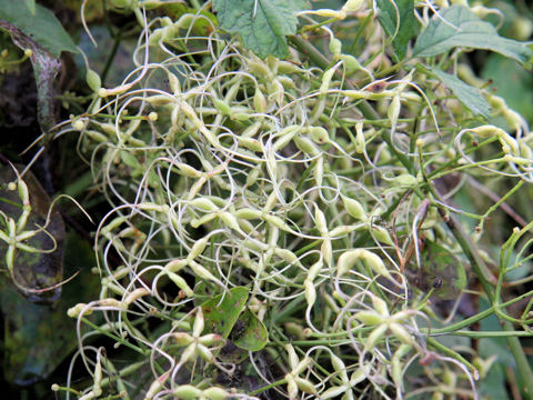 Clematis apiifolia