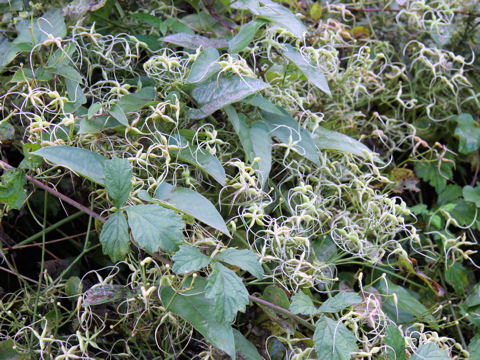 Clematis apiifolia