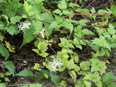 Clematis apiifolia