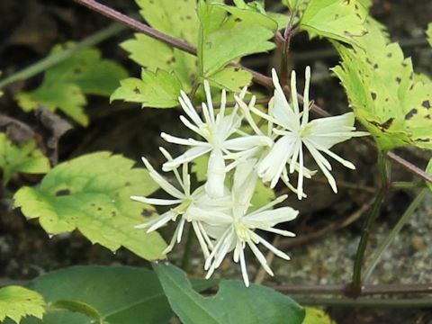 Clematis apiifolia