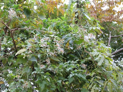 Clematis apiifolia