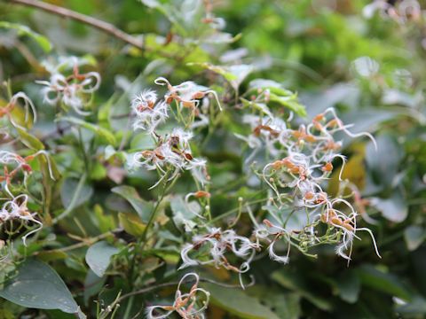 Clematis apiifolia