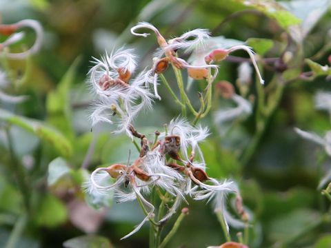 Clematis apiifolia