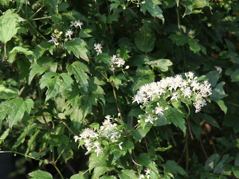 Clematis apiifolia