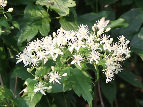 Clematis apiifolia