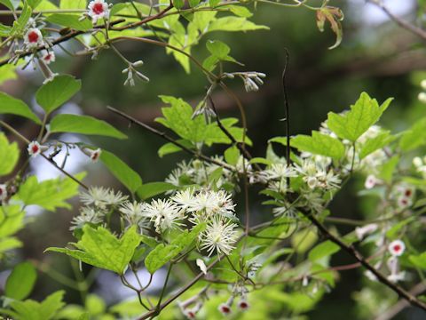 Clematis apiifolia