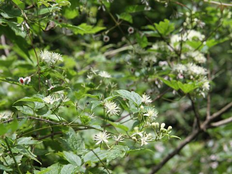 Clematis apiifolia