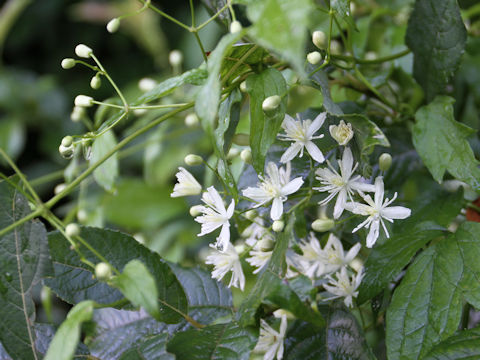 Clematis apiifolia