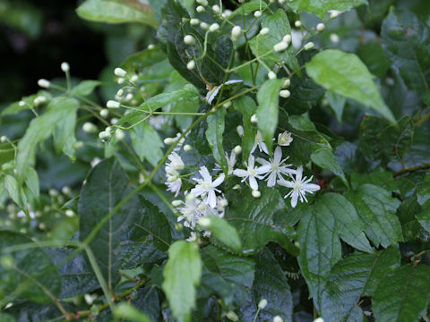 Clematis apiifolia