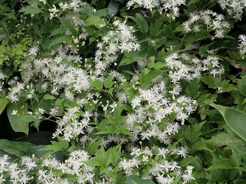 Clematis apiifolia