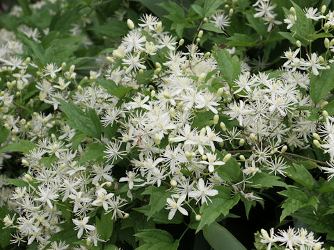 Clematis apiifolia