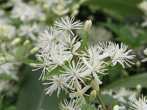 Clematis apiifolia