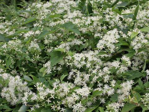 Clematis apiifolia