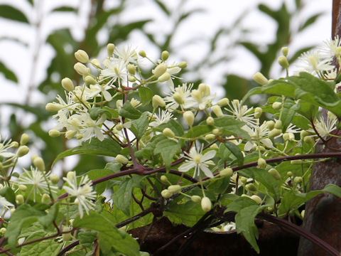 Clematis apiifolia