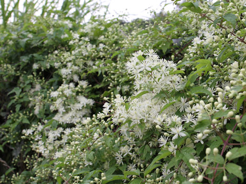 Clematis apiifolia