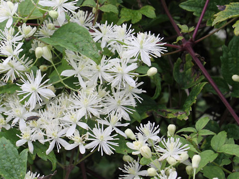 Clematis apiifolia