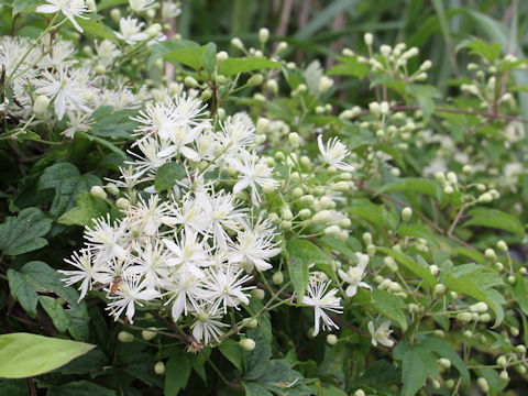 Clematis apiifolia